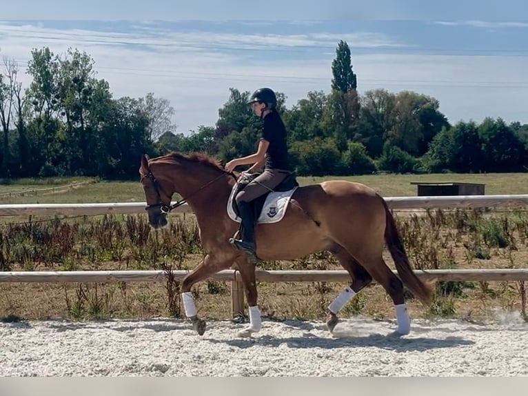 KWPN Castrone 5 Anni Sauro in Teloché, Pays De La Loire, France