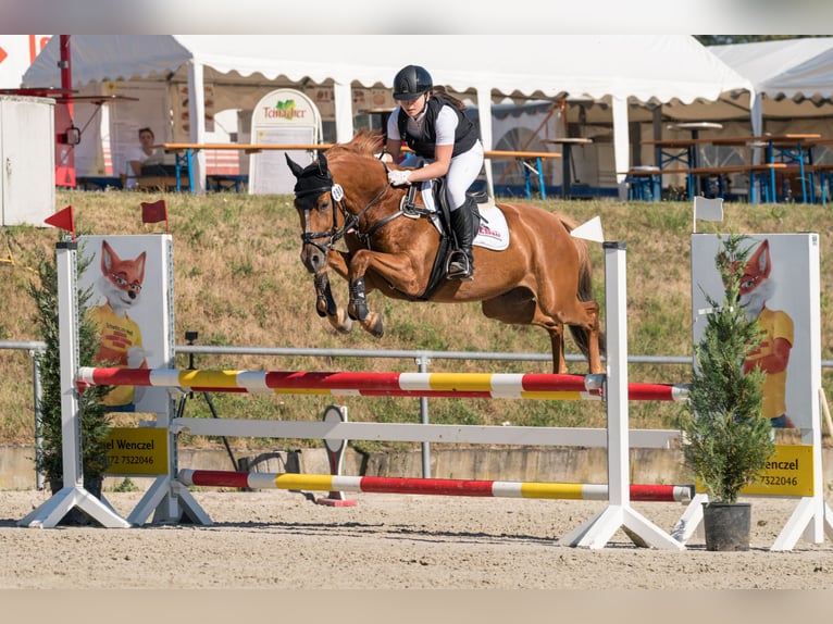 KWPN Castrone 6 Anni 155 cm Sauro in Magstadt