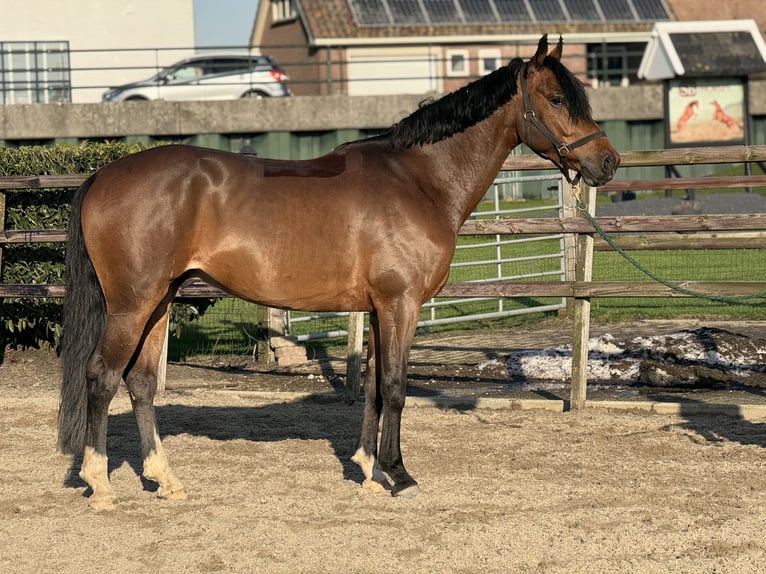 KWPN Castrone 6 Anni 160 cm Baio scuro in IJsselstein