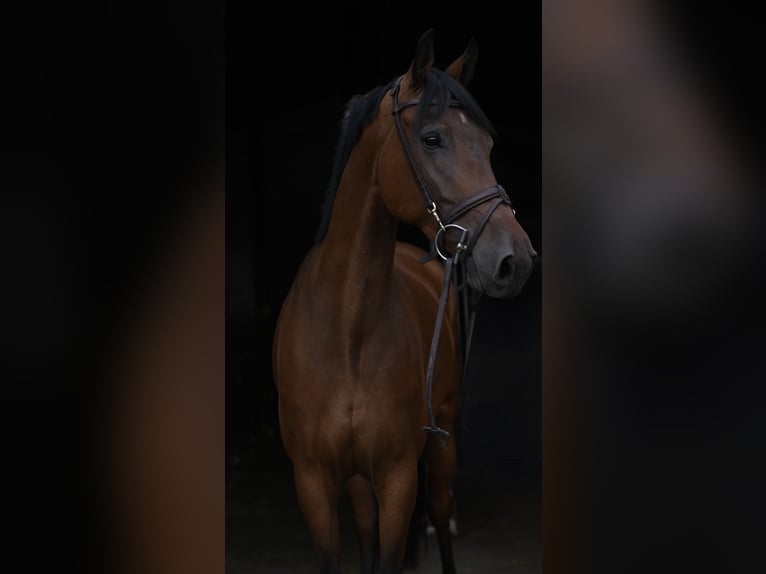 KWPN Castrone 6 Anni 162 cm Baio in Geilenkirchen