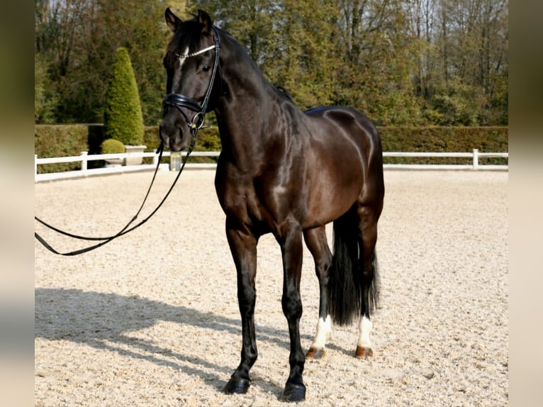 KWPN Castrone 6 Anni 162 cm Morello in Neuss