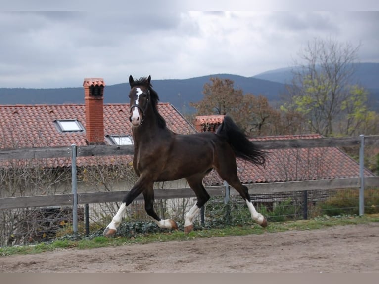 KWPN Castrone 6 Anni 163 cm Baio scuro in Sezana