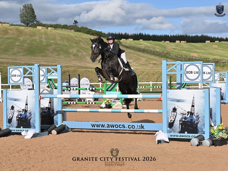 KWPN Castrone 6 Anni 164 cm Morello in Arbroath