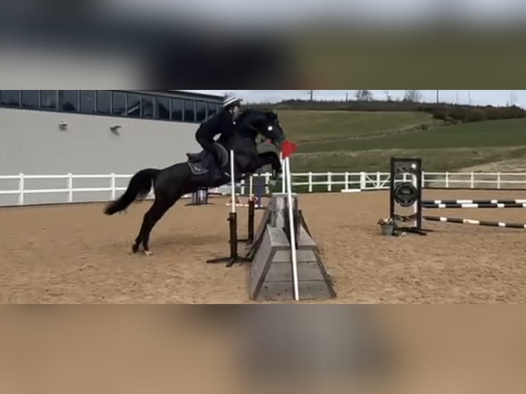 KWPN Castrone 6 Anni 164 cm Morello in Arbroath