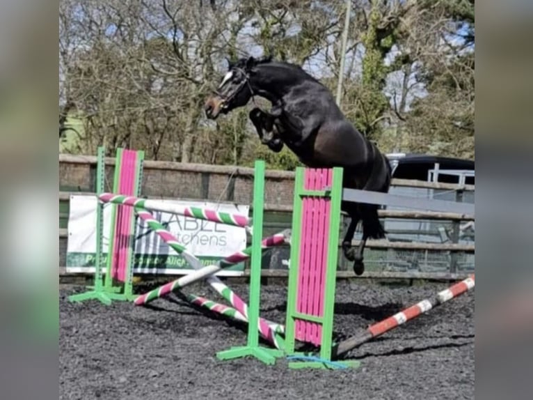 KWPN Castrone 6 Anni 164 cm Morello in Arbroath