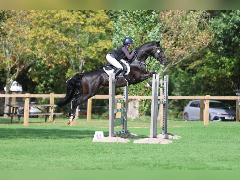 KWPN Castrone 6 Anni 164 cm Morello in Arbroath