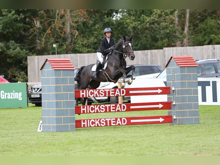 KWPN Castrone 6 Anni 164 cm Morello in Arbroath