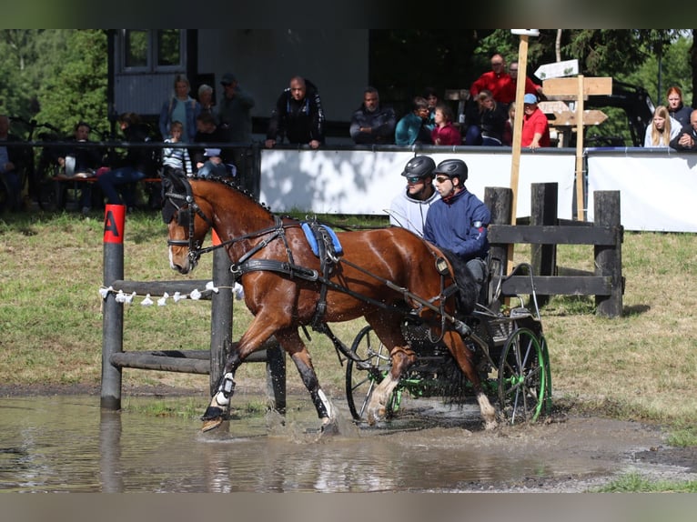 KWPN Castrone 6 Anni 165 cm Baio in Herford