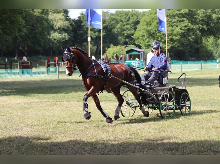 KWPN Castrone 6 Anni 165 cm Baio in Herford