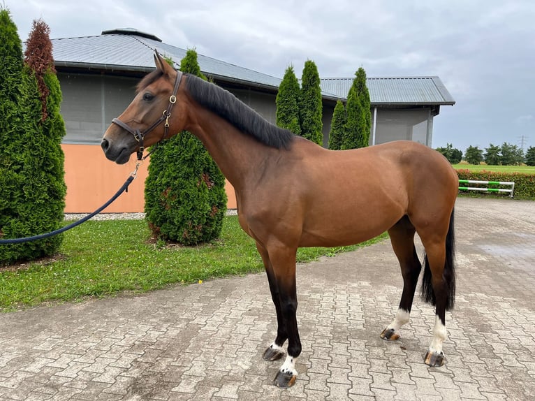 KWPN Castrone 6 Anni 165 cm Baio in Durmersheim