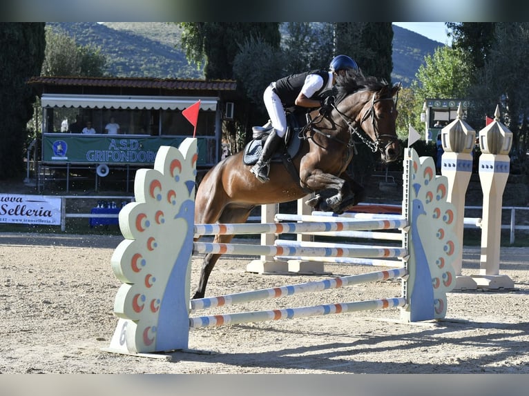 KWPN Castrone 6 Anni 165 cm Baio in Scisciano