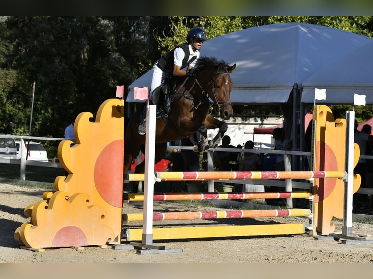 KWPN Castrone 6 Anni 165 cm Baio in Scisciano