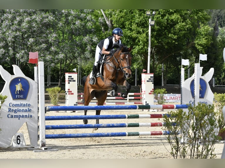 KWPN Castrone 6 Anni 165 cm Baio in Scisciano