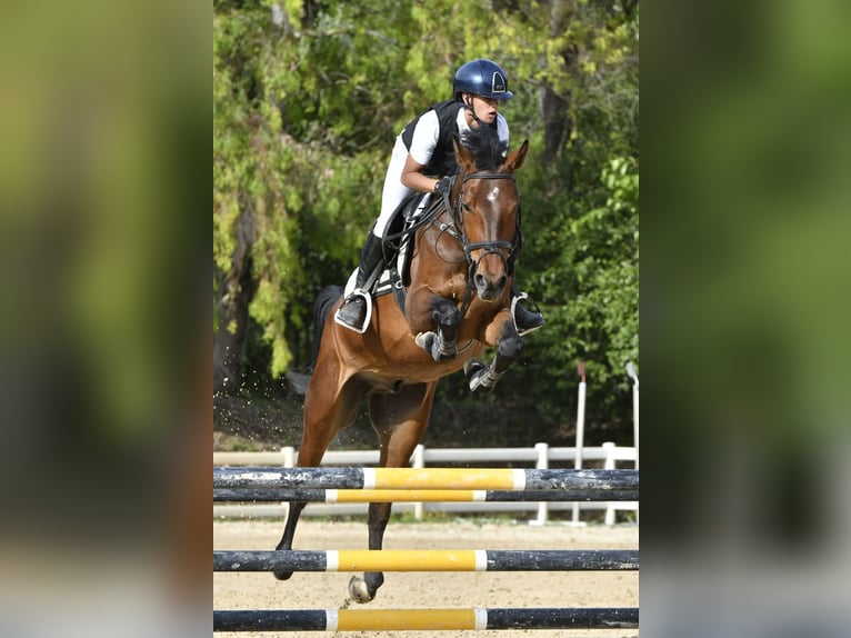 KWPN Castrone 6 Anni 165 cm Baio in Scisciano