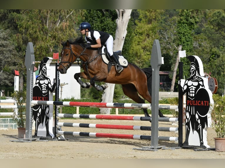 KWPN Castrone 6 Anni 165 cm Baio in Scisciano