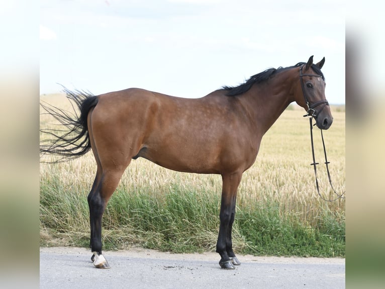 KWPN Castrone 6 Anni 165 cm Baio in Geilenkirchen