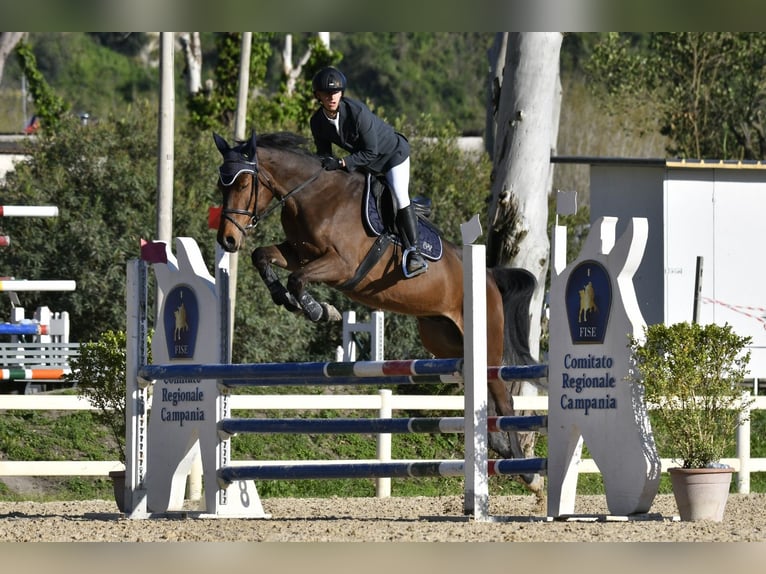 KWPN Castrone 6 Anni 165 cm Baio in Scisciano