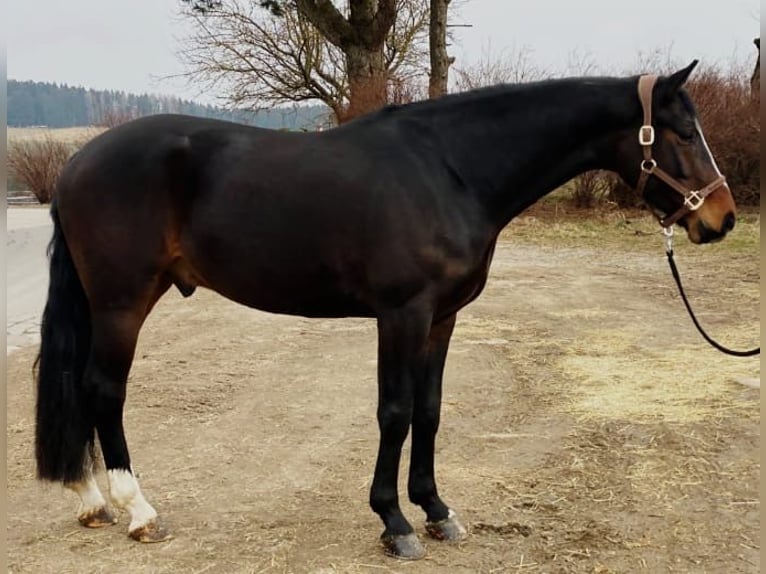 KWPN Castrone 6 Anni 165 cm Baio scuro in Loffenau