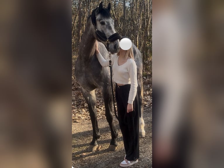 KWPN Castrone 6 Anni 165 cm Grigio pezzato in Diges