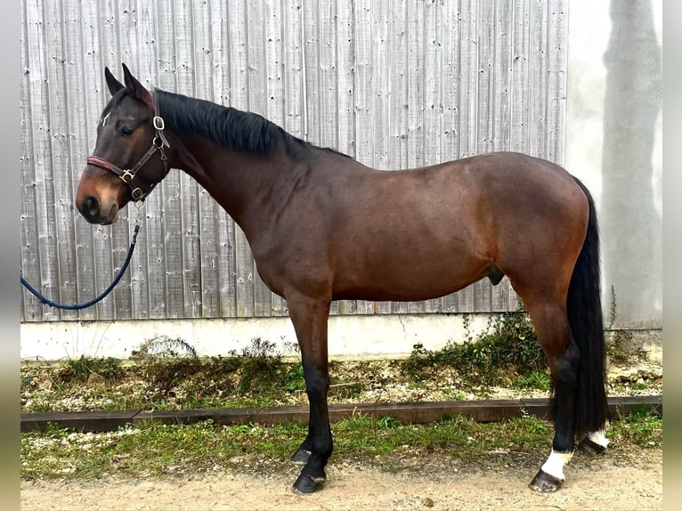 KWPN Castrone 6 Anni 166 cm Baio nero in Feytiat