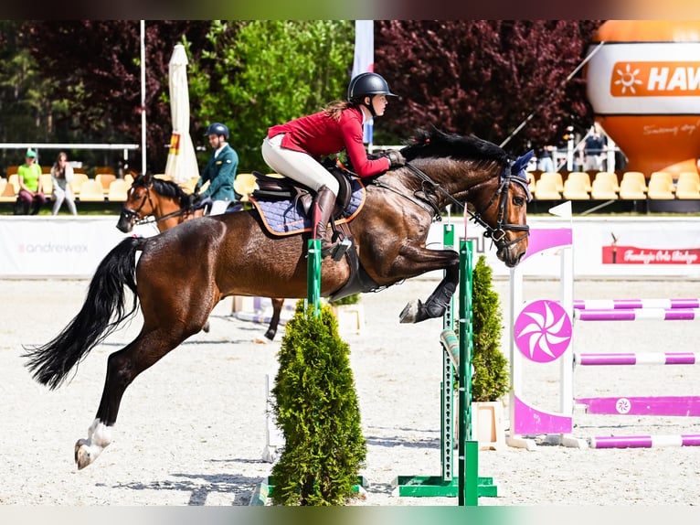 KWPN Castrone 6 Anni 166 cm Baio scuro in Piła