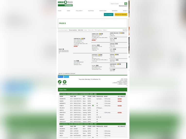 KWPN Castrone 6 Anni 166 cm Baio scuro in Piła