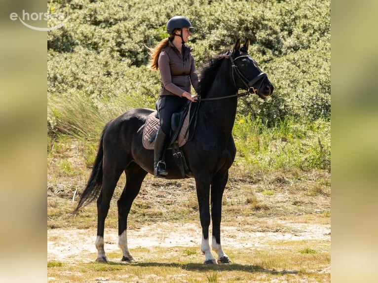 KWPN Castrone 6 Anni 166 cm Morello in Biest-Houtakker