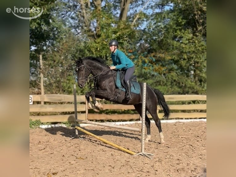 KWPN Castrone 6 Anni 166 cm Morello in Biest-Houtakker