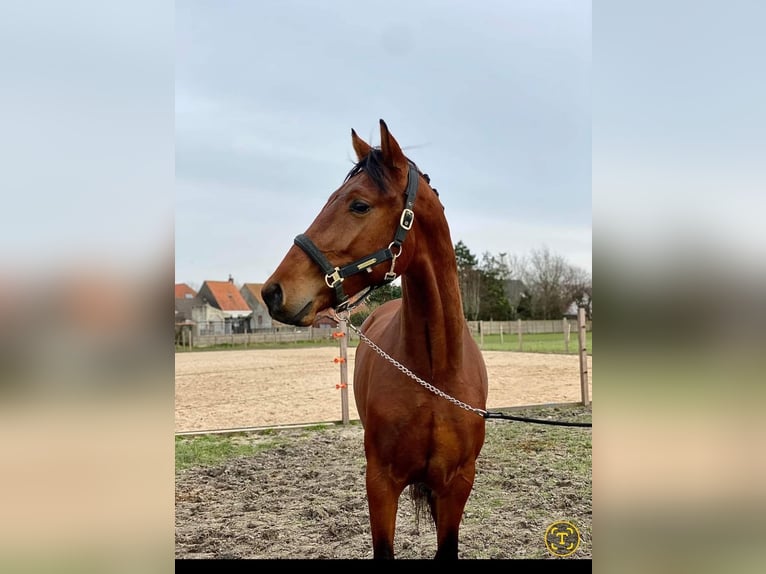 KWPN Castrone 6 Anni 167 cm Baio in Medemblik
