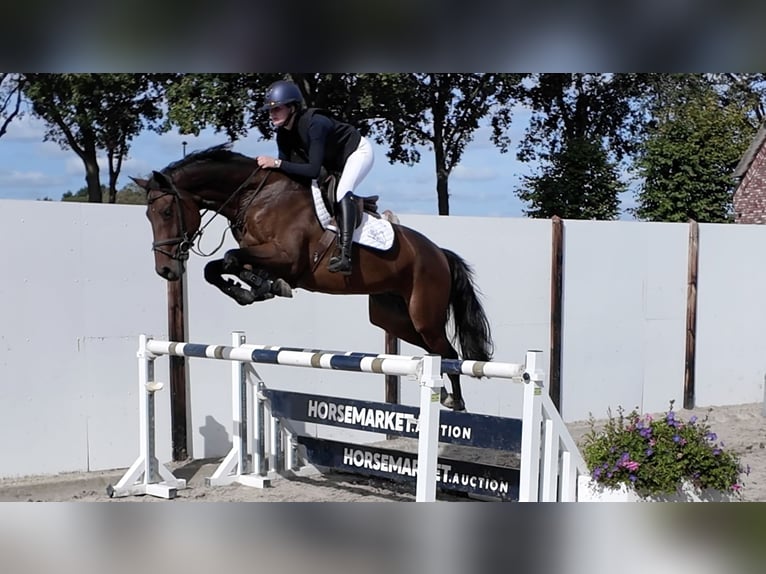KWPN Castrone 6 Anni 167 cm Baio in Waddinxveen