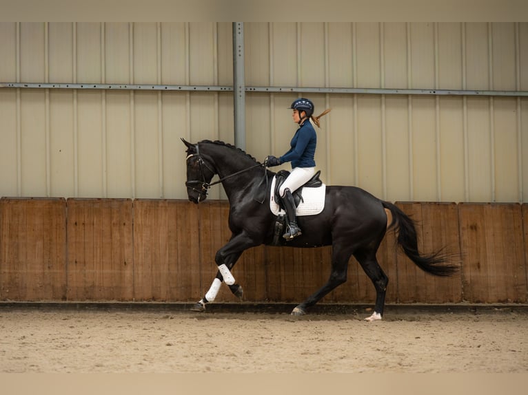 KWPN Castrone 6 Anni 167 cm Baio nero in Holten