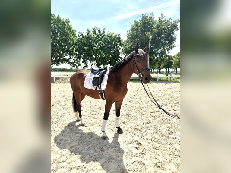 KWPN Castrone 6 Anni 167 cm  in Duisburg