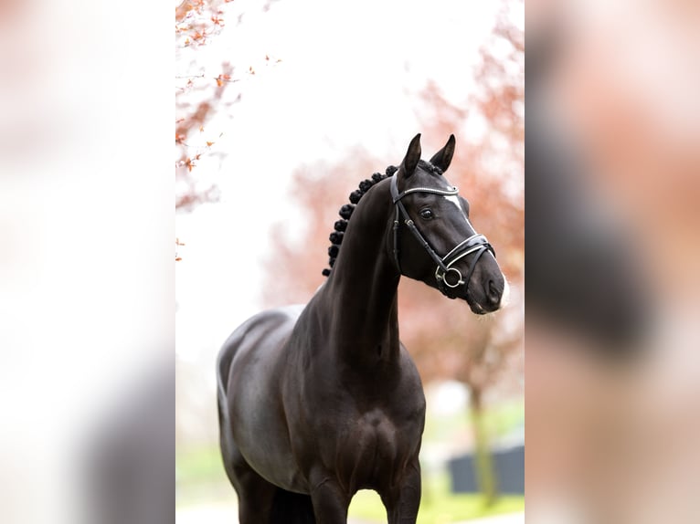 KWPN Castrone 6 Anni 167 cm Morello in Mol