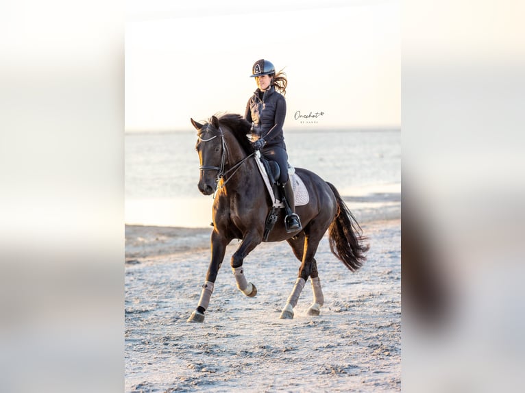 KWPN Castrone 6 Anni 167 cm Morello in Harlingen