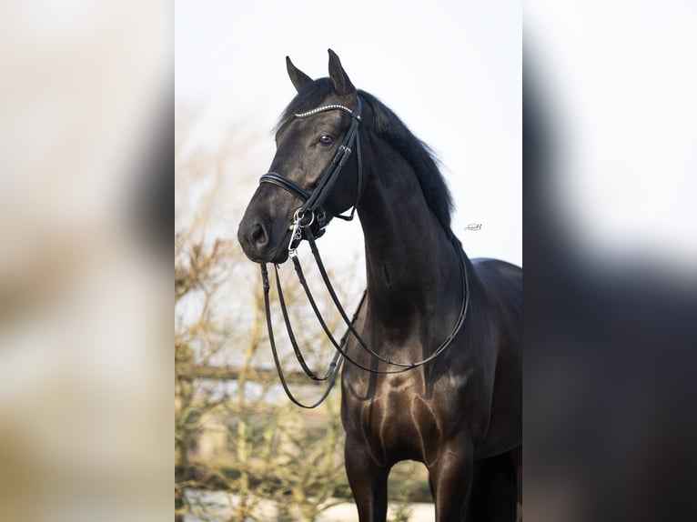 KWPN Castrone 6 Anni 167 cm Morello in Harlingen