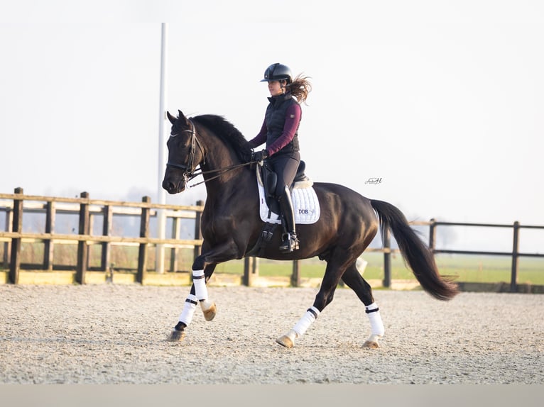 KWPN Castrone 6 Anni 167 cm Morello in Harlingen
