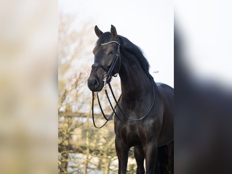 KWPN Castrone 6 Anni 167 cm Morello in Harlingen
