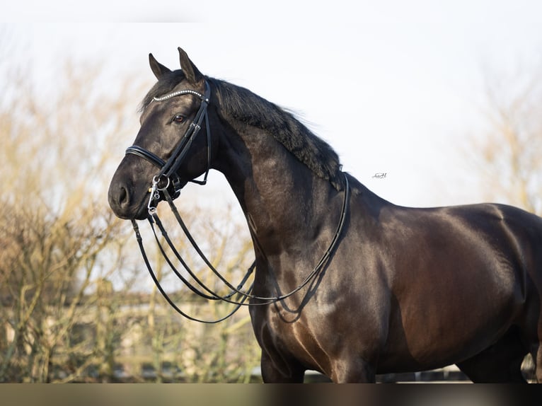 KWPN Castrone 6 Anni 167 cm Morello in Harlingen
