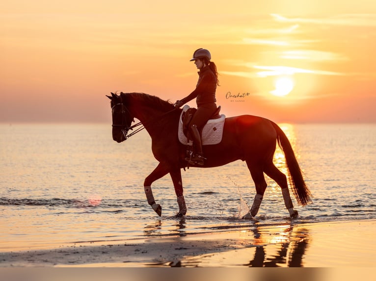 KWPN Castrone 6 Anni 167 cm Morello in Harlingen