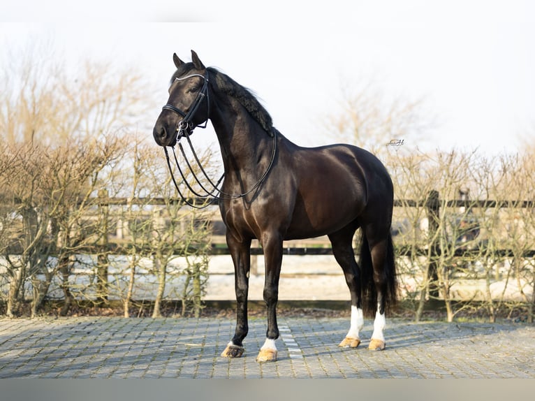 KWPN Castrone 6 Anni 167 cm Morello in Harlingen