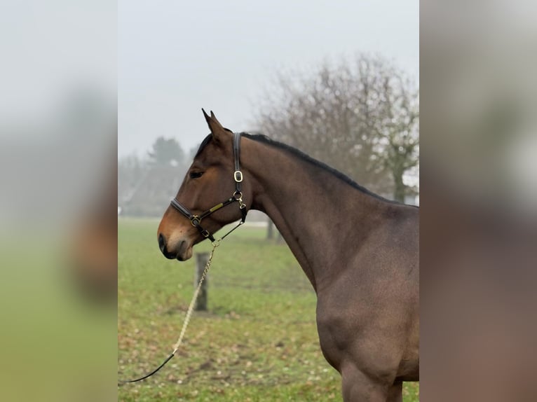 KWPN Castrone 6 Anni 168 cm Baio in Grote Brogel