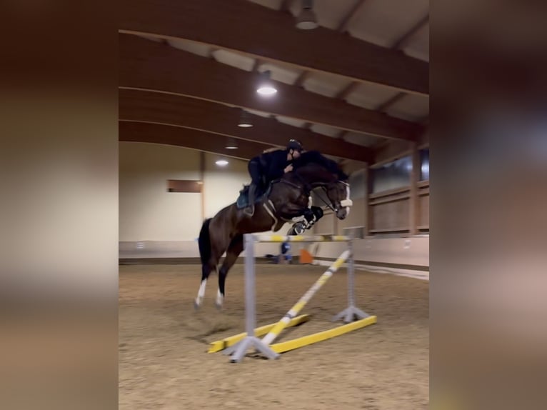 KWPN Castrone 6 Anni 168 cm Baio in Schlins