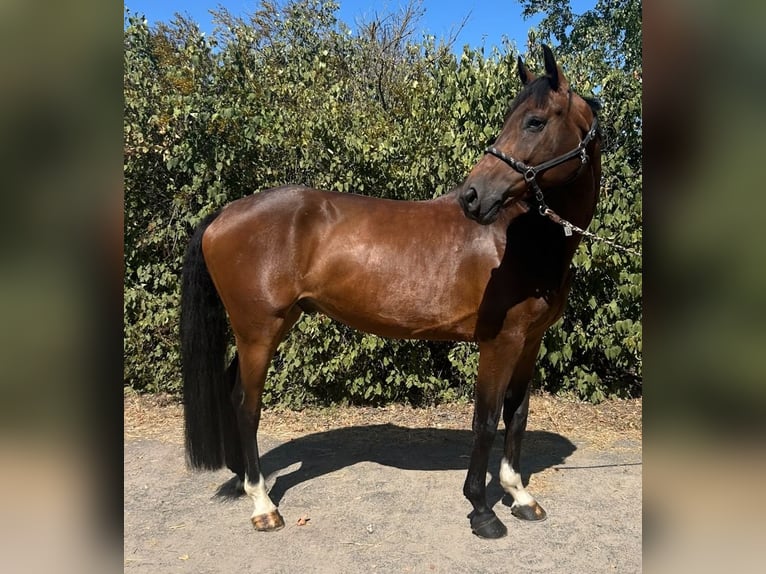 KWPN Castrone 6 Anni 168 cm Baio in Bischofsheim