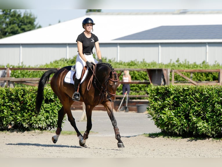 KWPN Castrone 6 Anni 168 cm Baio scuro in Waddinxveen
