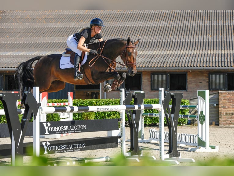 KWPN Castrone 6 Anni 168 cm Baio scuro in Waddinxveen