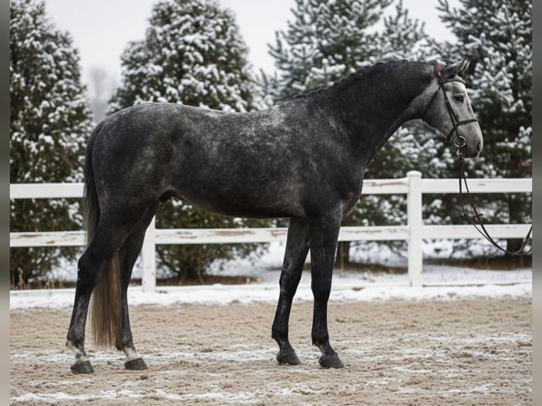 KWPN Castrone 6 Anni 168 cm Grigio in Mór