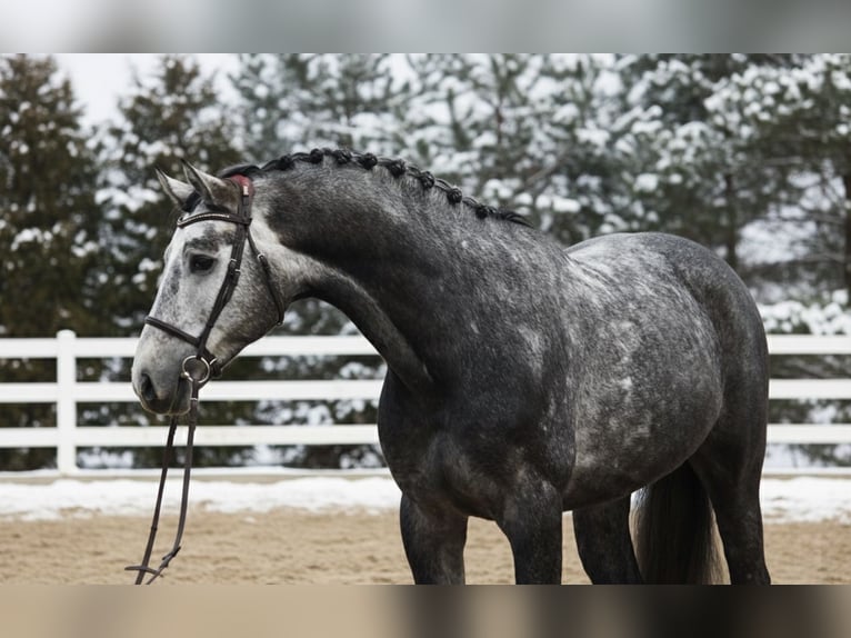 KWPN Castrone 6 Anni 168 cm Grigio in Mór