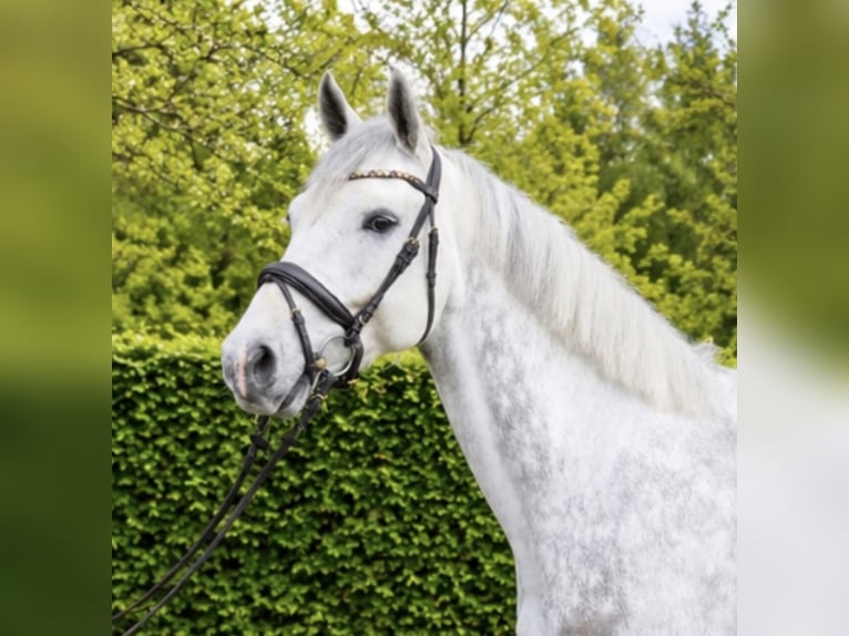 KWPN Castrone 6 Anni 168 cm Grigio in Königsbach-Stein