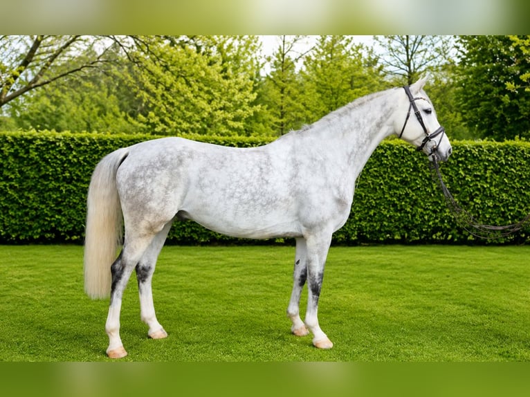 KWPN Castrone 6 Anni 168 cm Grigio in Königsbach-Stein
