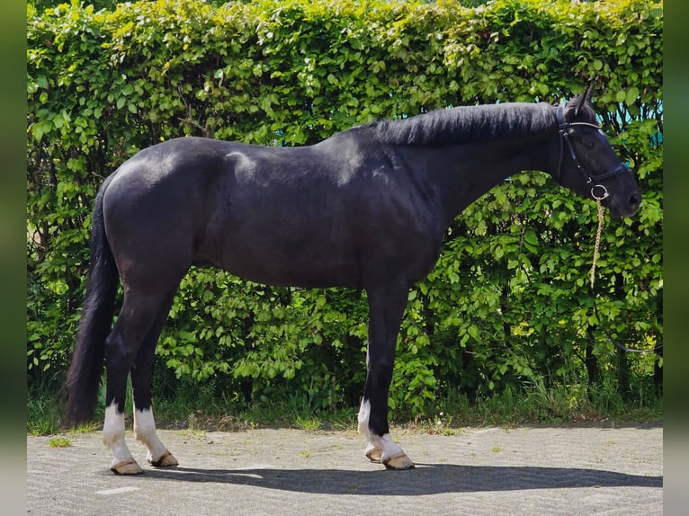 KWPN Castrone 6 Anni 168 cm Morello in Someren